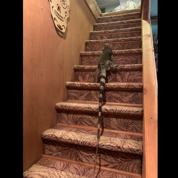 MY MANTRID - Picture 16 of 16